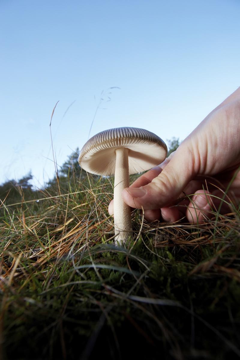 Picture of someone picking a mushroom.